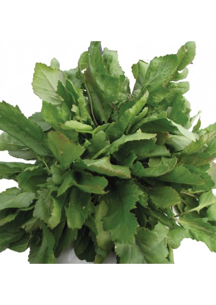 Tere Tohumu (Bahargülü) 500 Gram Ilaçlıdır