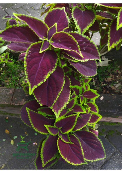 Bordo Yaprak Güzeli 1 Adet Saksılı Kolyos Cam Güzeli