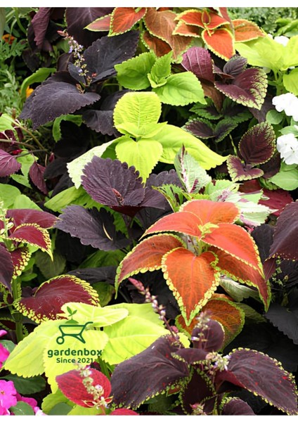 Bordo Yaprak Güzeli 1 Adet Saksılı Kolyos Cam Güzeli modelleri