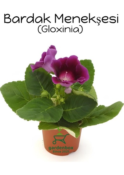 Garden Box Purple Gloxinia Bardak Menekşesi Mor Renk 1 Adet Saksılı 10-15CM