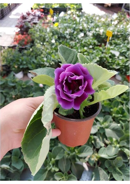 Garden Box Purple Gloxinia Bardak Menekşesi Mor Renk 1 Adet Saksılı 10-15CM