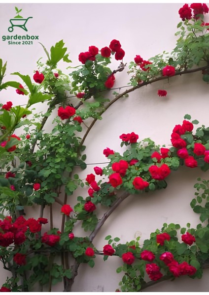 Sarmaşık Kırmızı Gül Fidanı 1 Adet Saksılı/tüplü 50-80CM (Red Rose)