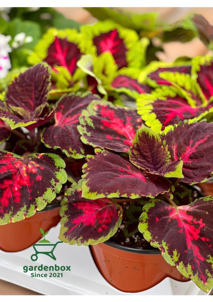 Kolyos Yaprak Güzeli Cam Güzeli 1 Adet Saksılı 15-25CM