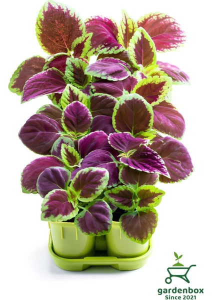 Yaprak Güzeli Kolyos Çiçeği 10 Adet Saksılı (Coleus)