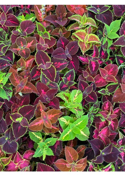 Yaprak Güzeli Kolyos Çiçeği 10 Adet Saksılı (Coleus)