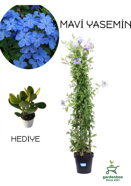 Dolgun Top Mavi Yasemin Çiçeği 1 Adet Saksılı 30-60CM+YEŞIM Para Çiçeği