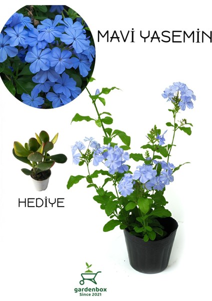Mavi Yasemin Çiçeği Fidanı 1 Adet Saksılı 30-60CM Sarmaşık+Yeşim Para Çiçeği