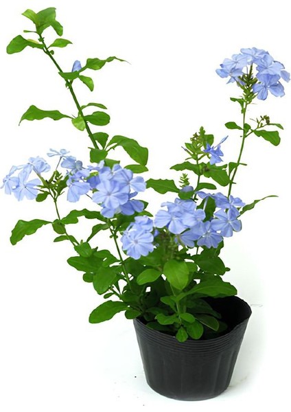 Mavi Yasemin Çiçeği Fidanı 1 Adet Saksılı 30-60CM Sarmaşık+Yeşim Para Çiçeği fiyatları