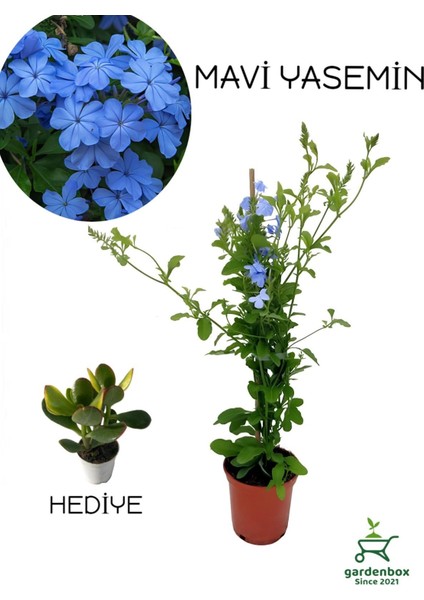 Sarmaşık Mavi Yasemin Fidanı 30-60CM (Blue Jasmine)+Yeşim Para Çiçeği