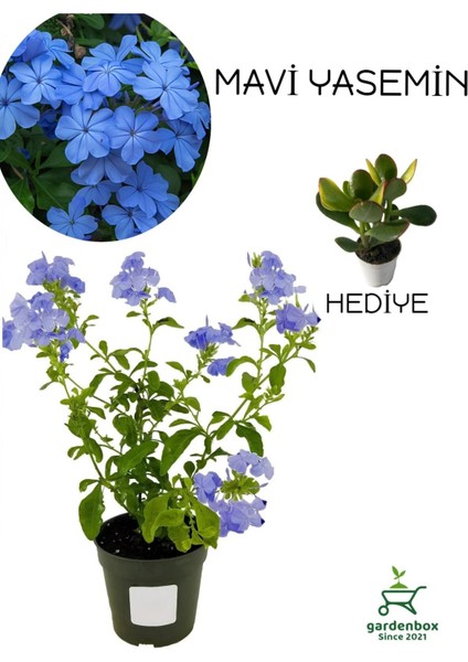 Canlı Mavi Yasemin Çiçeği 1 Adet Saksılı 30-60CM+YEŞIM Para Çiçeği