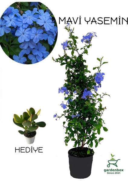 Dolgun Top Yasemin Çiçeği Fidanı 1 Adet Saksılı 30-60CM+YEŞIM Para Çiçeği