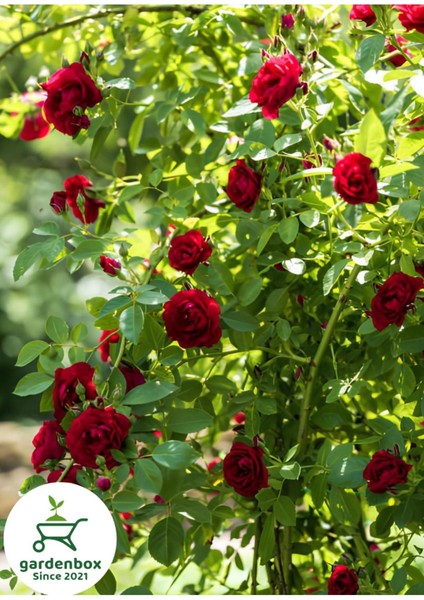 Sarmaşık Kırmızı Gül Fidanı 1 Adet Saksılı/tüplü 50-80CM (Red Rose) Bahçe Bitki
