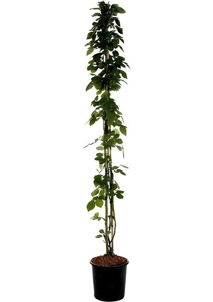 Kırmızı Sarmaşık Gül Fidanı Saksılı Tüplü 60-80CM+YEŞIM Para Çiçeği fiyatları