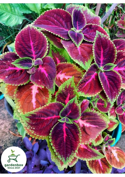 Yaprka Güzeli Kolyos-Kolyoz 1 Adet Saksılı Salon Balkon Çiçeği