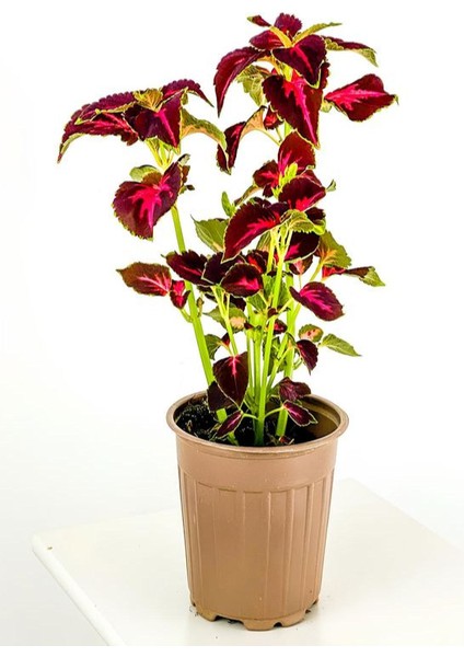 Yaprka Güzeli Kolyos-Kolyoz 1 Adet Saksılı Salon Balkon Çiçeği fiyatları