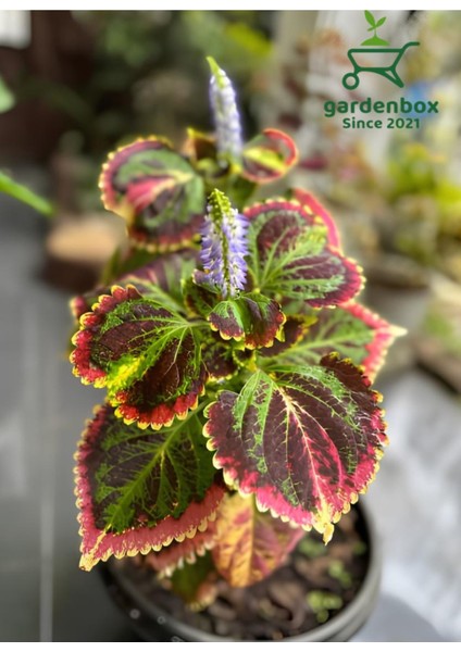 Kolyos Yaprak Güzeli Çiçeği 1 Adet 10-20CM Saksılı