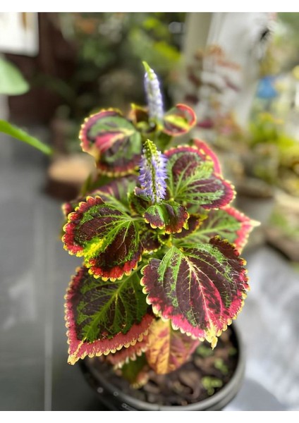 Kolyos Yaprak Güzeli Çiçeği 1 Adet 10-20CM Saksılı fiyatları