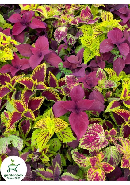 Kolyoz Yaprak Güzeli Kolyos Çiçeği 3 Adet Saksılı Balkon Çiçeği