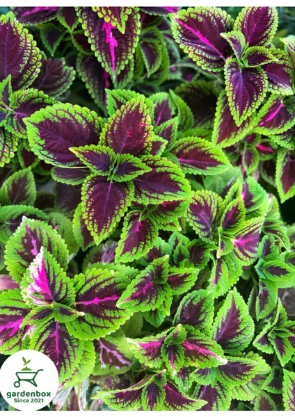 Garden Box Yeşil  Yaprak Güzeli Çiçeği 1 Adet Saksılı Kolyos (Coleus)