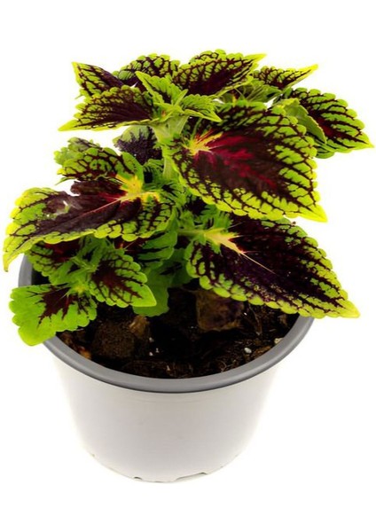 Garden Box Yeşil  Yaprak Güzeli Çiçeği 1 Adet Saksılı Kolyos (Coleus)