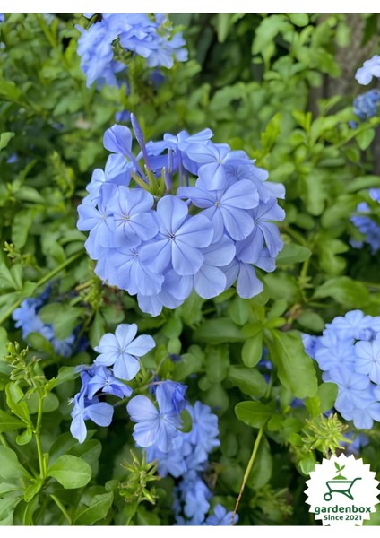 Mavi Top Yasemin Çiçeği Fidanı 1 Adet Saksılı 30-60CM