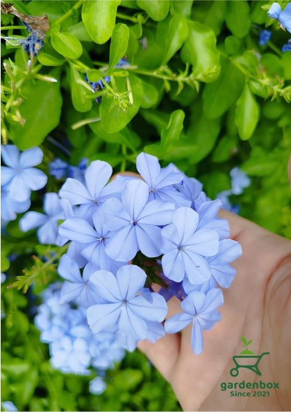 Mavi Top Yasemin Çiçeği Fidanı 1 Adet Saksılı 30-60CM fiyatları