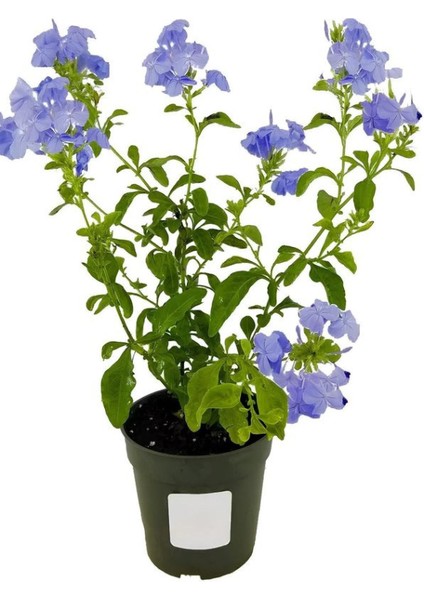 Mavi Top Yasemin Çiçeği Fidanı 1 Adet Saksılı 30-60CM modelleri