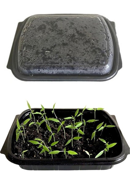 Kırmızı Lahana Çimlendirme Kiti fiyatları