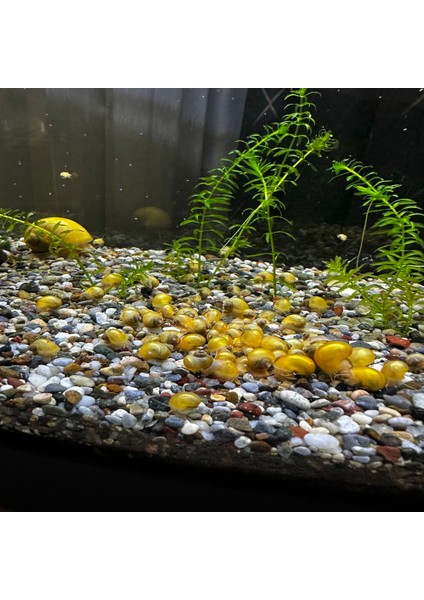 1 KG. Dolomit Taşı 1-3 cm Doğal Dekorasyon Taşı, Saksı ve Bahçe Taşı, Dekoratif Teraryum Akvaryum Çakıl Taşı