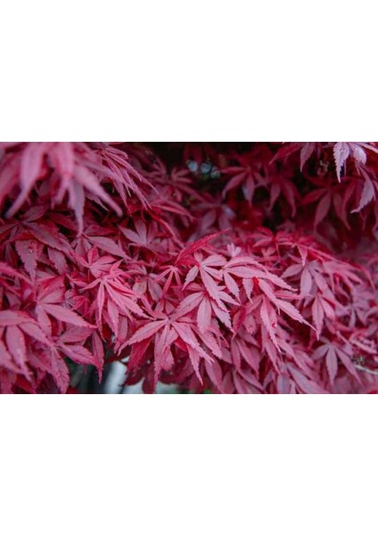 Antep Istachios Antep Pistachios Japon Kırmızı Akçaağaç Acer Palmatum Atropurpureum 10 Adet Tohum