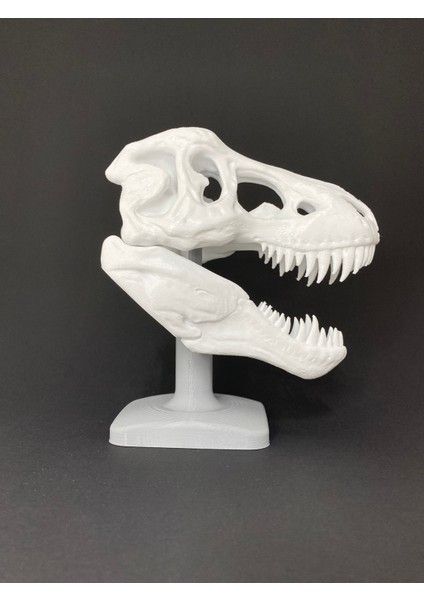 T-Rex Kafatası Tiranozor Büst Dekoratif Dinozor Stand Tyrannosaurus Dekoratif Obje