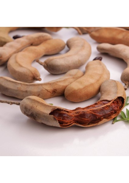 Tüplü Tamarind Demirhindi Fidanı (Hint Hurması)