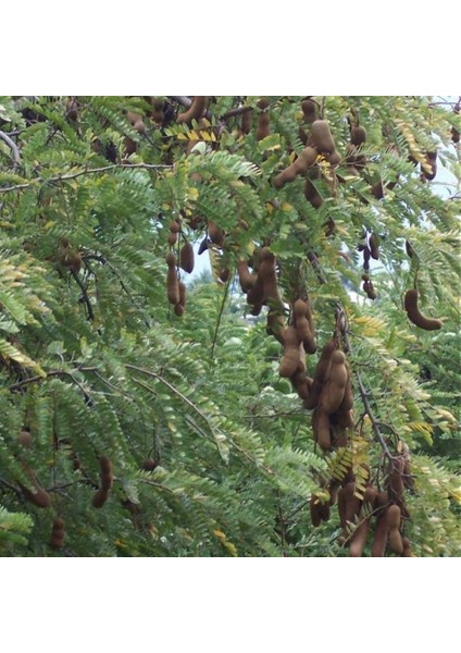 Tüplü Tamarind Demirhindi Fidanı (Hint Hurması)
