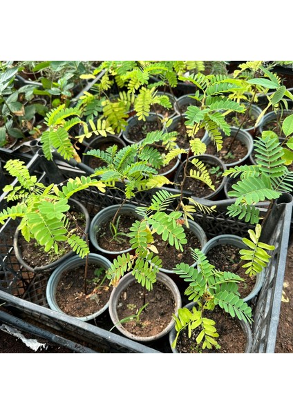 Tüplü Tamarind Demirhindi Fidanı (Hint Hurması)
