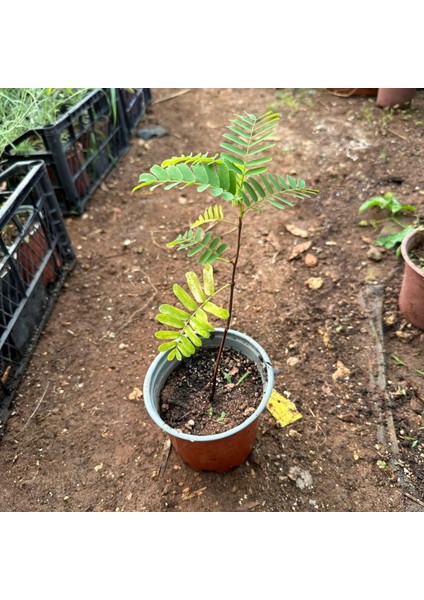 Tüplü Tamarind Demirhindi Fidanı (Hint Hurması)