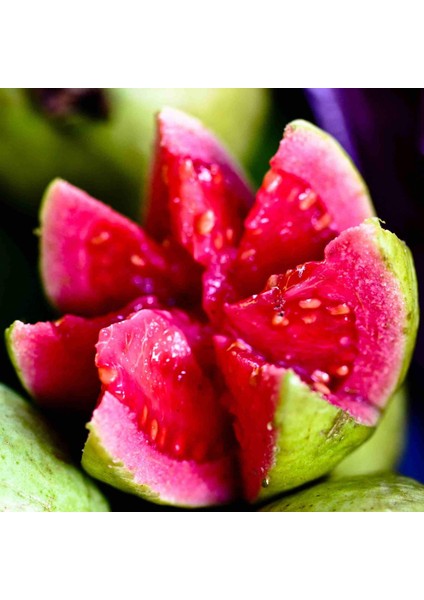 Saksıda Büyük Boy Guava Fidanı (Meyve Verir Durumda)