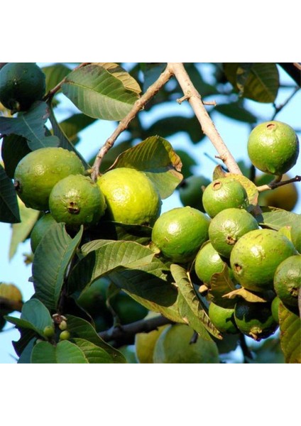 Saksıda Büyük Boy Guava Fidanı (Meyve Verir Durumda)