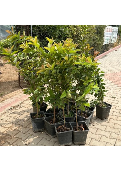 Saksıda Büyük Boy Guava Fidanı (Meyve Verir Durumda)