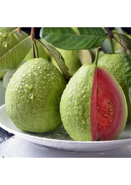 Meyve Verir Durumda Saksıda Guava Meyve Fidanı (Tüplü)