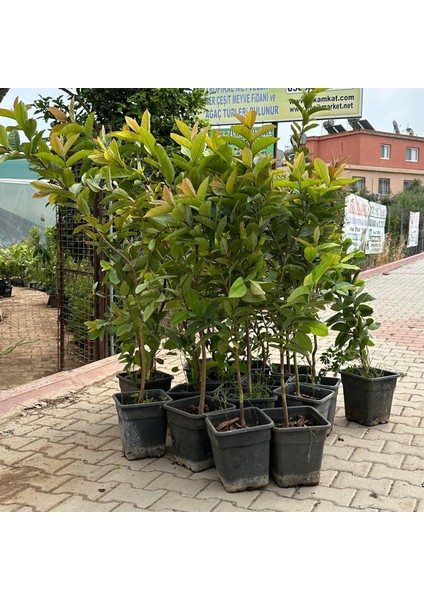Meyve Verir Durumda Saksıda Guava Meyve Fidanı (Tüplü) fırsatları