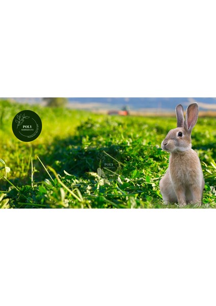 Doğal Kuru Yonca Kemirgen Tavşan-Hamster-Ginepig Otu 2kg Bol Yapraklı %100 Organik Taze Atıştırmalık