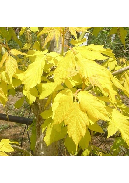 Acer Negundo Diş Budakyapraklı Akçaağaç