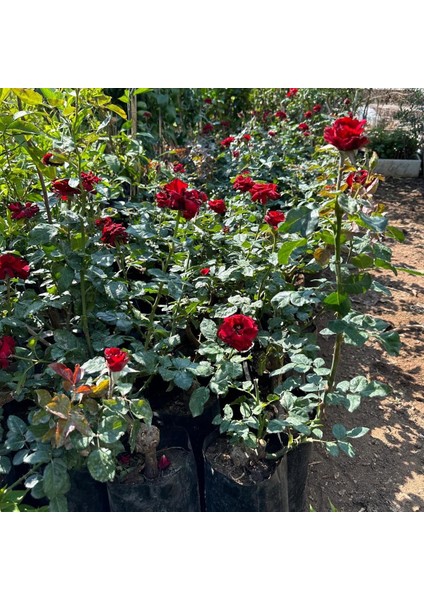 Tüplü ve Aşılı Kırmızı Gül Fidanı (3 Yaş)
