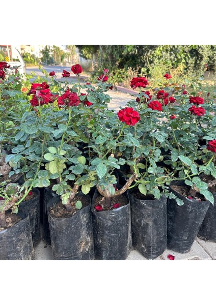 Tüplü ve Aşılı Kırmızı Gül Fidanı (3 Yaş)