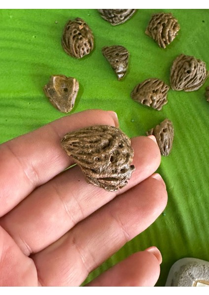 10 Adet Vernikli Delikli Ceviz Kabuğu Takı Boncuğu 3x4 cm Değişen Ölçüler fiyatları