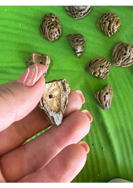 10 Adet Vernikli Delikli Ceviz Kabuğu Takı Boncuğu 3x4 cm Değişen Ölçüler modelleri