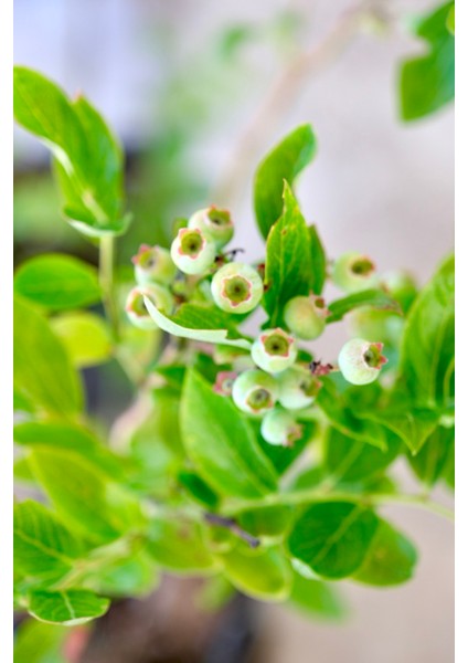 Neo Yaşam Meyveli Yaban Mersini (Blueberry) Fidan