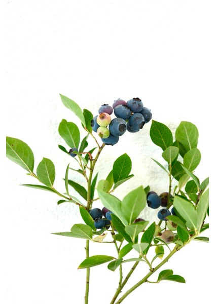 Meyveli Yaban Mersini (Bluberyy) Fidan