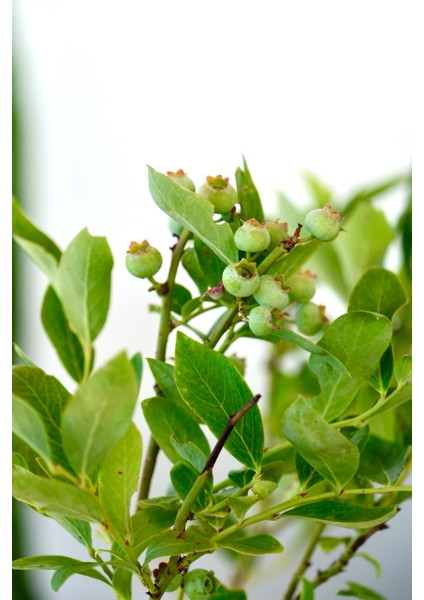 Neo Yaşam Meyveli Yaban Mersini (Blueberry) Fidan