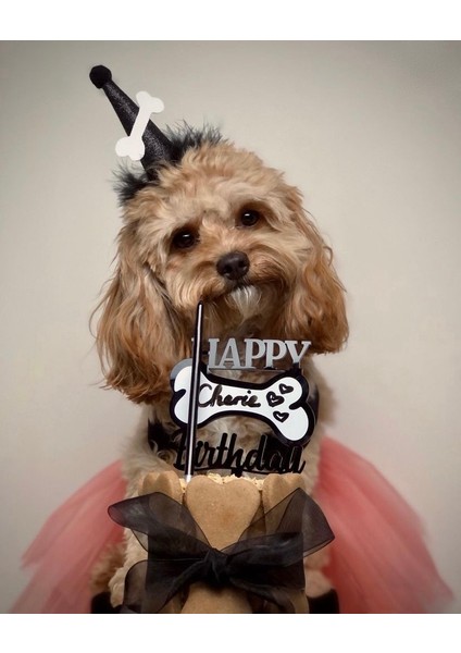 Köpekler Için Mini Kutlama Seti Tasarım Pleksi ve Kemik Şapka Siyah